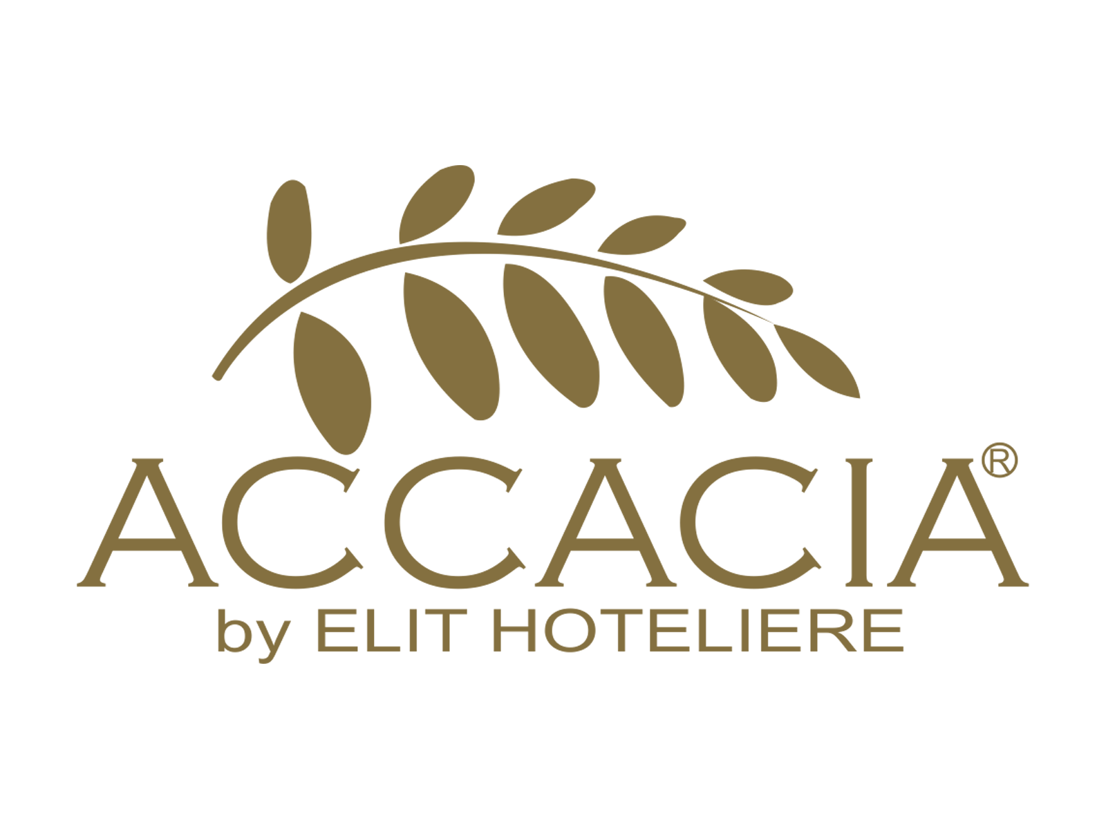 accacia by elit